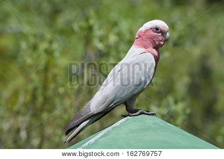Wild Galah (Eolophus roseicapilla) also known as the rose-breasted cockatoo and roseate cockatoo.