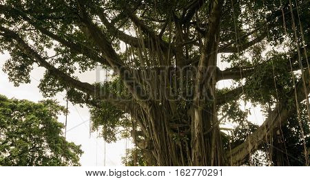 A big tree with green leaves photo taken in Bogor Indonesia java