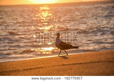 Seagull walking on the edge of the Atlantic Ocean on the background of the rising sun and solar path on the water at Praia Vermelha Beach near the Sugarloaf Mountain, Rio de Janeiro, Brazil