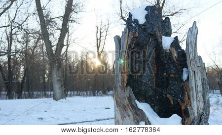 charred tree stump in forest winter snow nature of fire