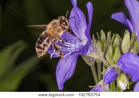 Macro photo. Bee in flight. Bee collecting nectar. Pollination of a flower Polemonium caeruleum