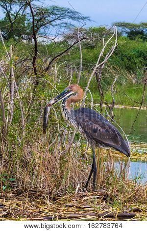 Goliath heron with fish. Lake Baringo, Kenya