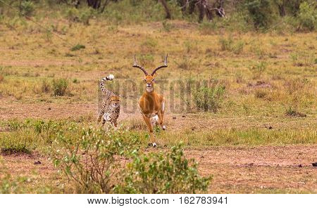 Photo series: Cheetah hunting for big Impala. The endgame episode. Masai Mara, Kenya
