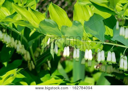Macro photo. Bee in flight. Bee collecting nectar. Pollination of a flower Polygonatum multiflorum