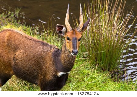 Bushbuck closeup. Near the river. Aberdare, Kenya