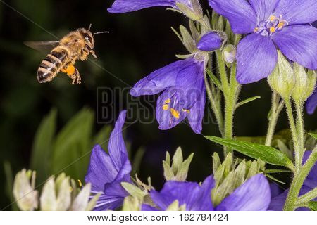 Macro photo. Bee in flight. Bee collecting nectar. Pollination of a flower Polemonium caeruleum