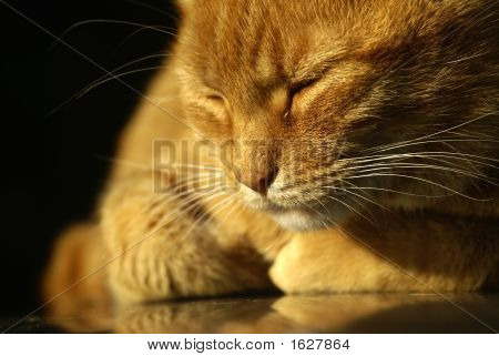 晚上 Catnap