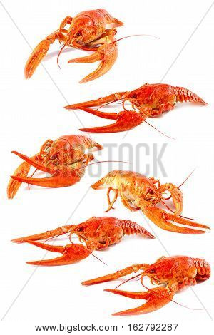 prepared for eating fresh boiled crayfish as part of a nice dinner