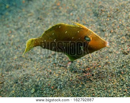 The surprising underwater world of the Bali basin, Island Bali, Puri Jati, filefish