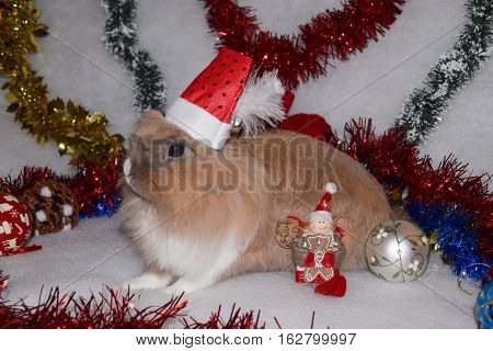 Cute bunny with beautiful christmas decoration background