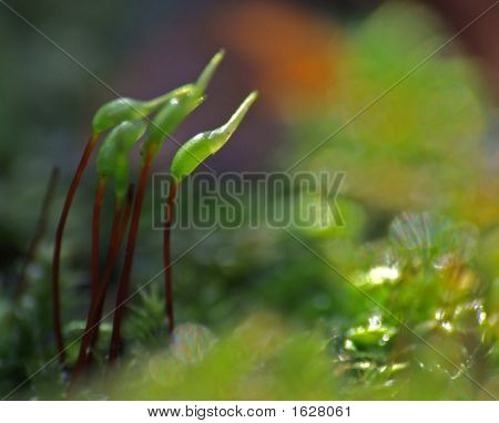 Sporangiums4