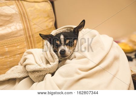 Adult chihuahua wrapped in up cozy blanket inside a home.