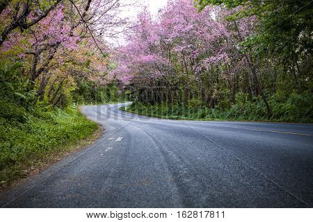 pink cherry blossom flowers blooming in winter season chiangmai norhern thailand