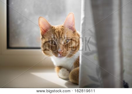 Red cat lies on the window behind the curtain. Sunny day