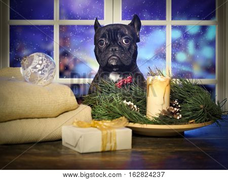 The dog in anticipation of the new year. French bulldog at a table with Christmas decorations against the window falling snow