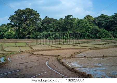 Paddy fields with crops of rice in Sri Lanka with palms and sky background