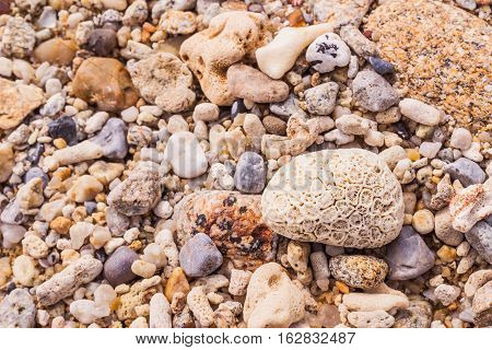 Dead coral flower shape at Kalim bay Phuket Thailand. It can be used for art work