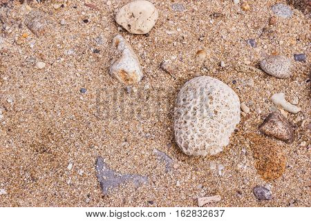 Dead coral flower shape at Kalim bay Phuket Thailand. It can be used for art work