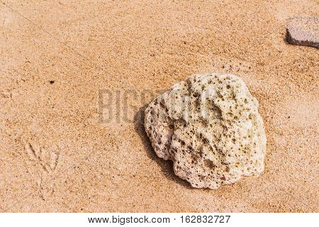 Dead coral at Kalim bay Phuket Thailand. It can be used for art work