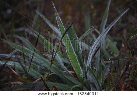 First frost and frozen mildew (mae khaning) Doi Mon Jong Chiang Mai Thailand.