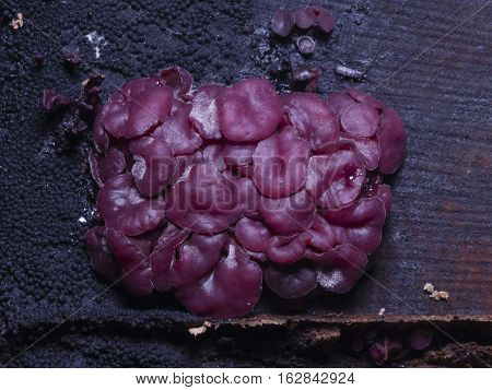 Small fungus purple jellydisc or jelly drops Ascocoryne sarcoides on old wet wood macro selective focus shallow DOF
