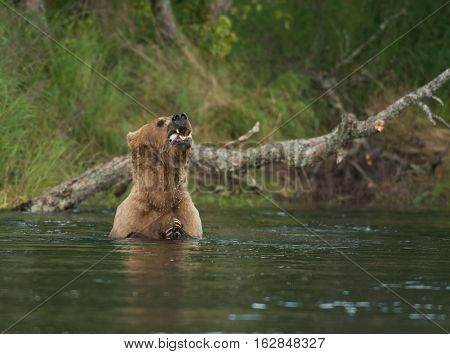 Brown Bear In Water