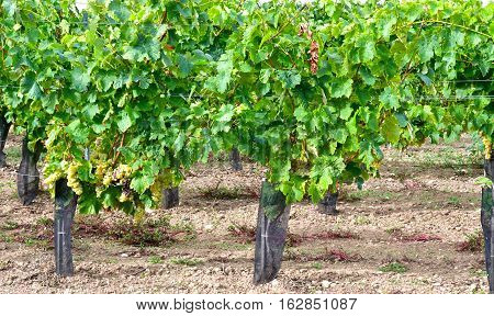Loix France - september 26 2016 : vineyard in autumn