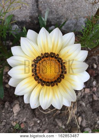 gazania flowers blooming on sunny day in france