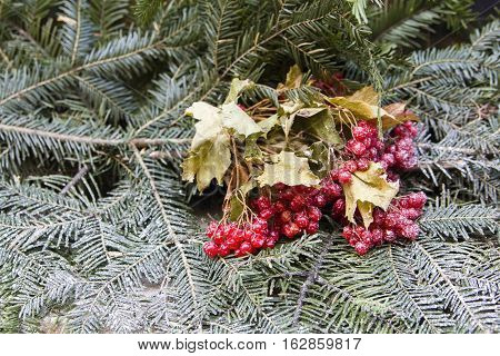 bunch of red berries on firry branches