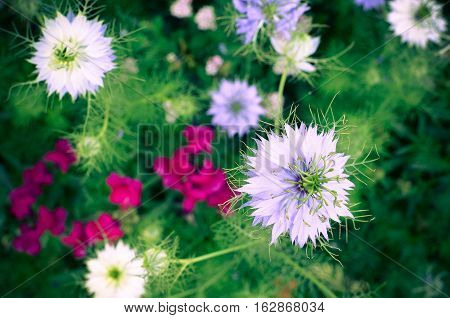 Nigella Sativa - Nature Blue And White Flowers