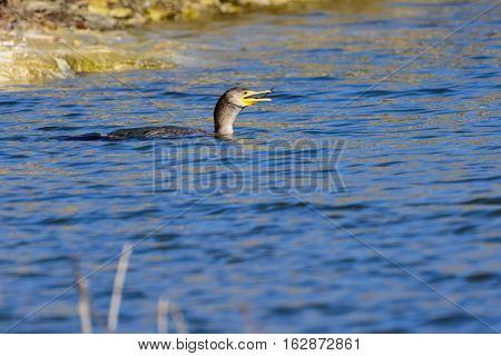 Great Cormorant (Phalacrocorax carbo) with fish in its mouth.