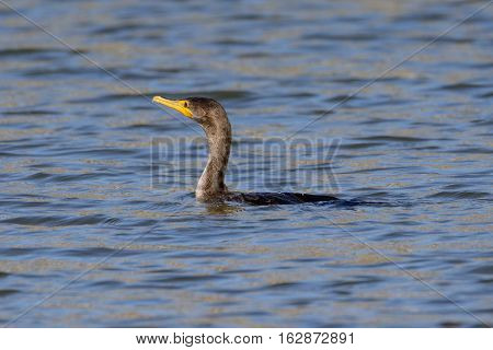 Great Cormorant (Phalacrocorax carbo) swimming and hunting for fish.