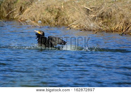 Great Cormorant (Phalacrocorax carbo) landing in lake.