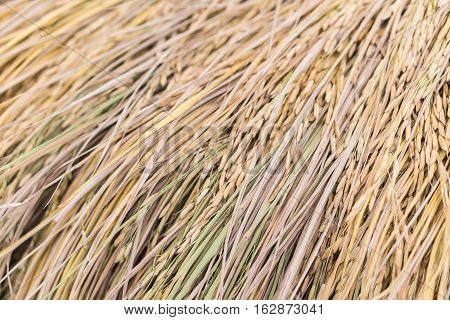 Golden Paddy rice jasmine rice also know as Hommali rice