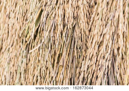 Golden Paddy rice jasmine rice also know as Hommali rice