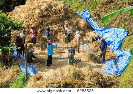 Manual Rice Threshing