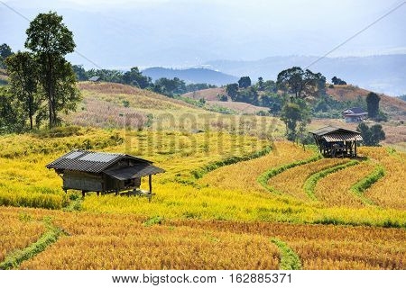 Small Huts In Terraced Rice Field