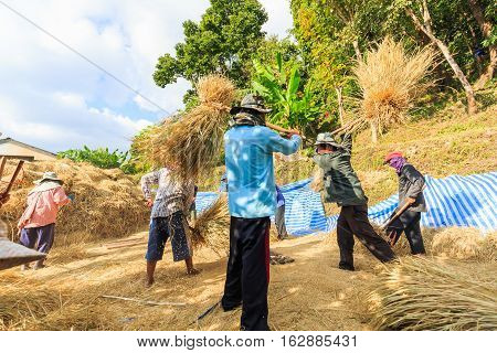 Manual Rice Threshing