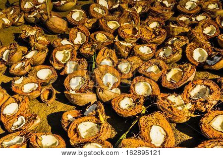 Coconut Shells On Ground