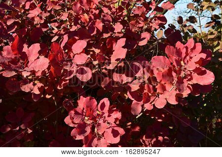 Autumn Color Leaves Of Cotinus Coggygria.