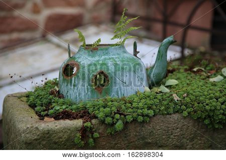 Old kettle instead of a flower pot