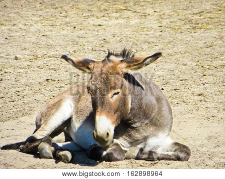 Young donkey on a ground in the zoo