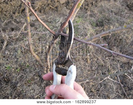 Pruning shears trees. Work in the garden of. Cutting branches restoring order. Caring for the trees in the garden.