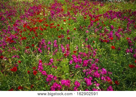 Field Of Colorful Spring Flowers In Schinias, Greece