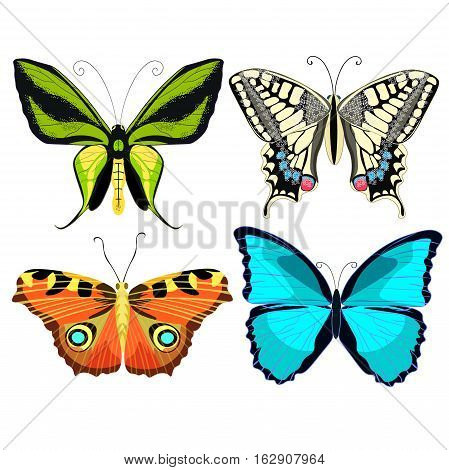 Ornithoptera Paradisea, Butterfly Wings Of A Bird Of Paradise. Vector Illustration