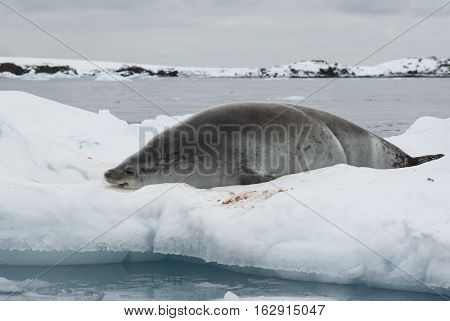crabeater seal which lies on the ice near the shore