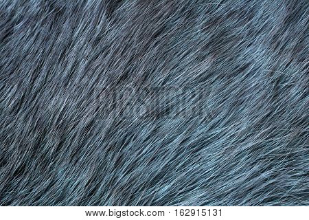 Fur arctic fox. Fur texture and background.