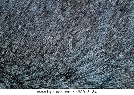 Fur arctic fox. Fur texture and background.