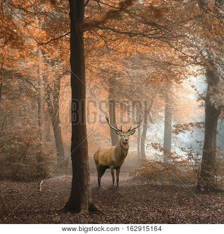 Stunning image of red deer stag in foggy Autumn colorful forest landscape image