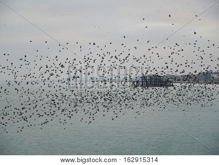 Amazing Spectacle Of Starlings Birds Murmuration Flying Over Sea In Winter